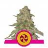 SWEET ZZ · Royal Queen Seeds · sementes de maconha · Fem