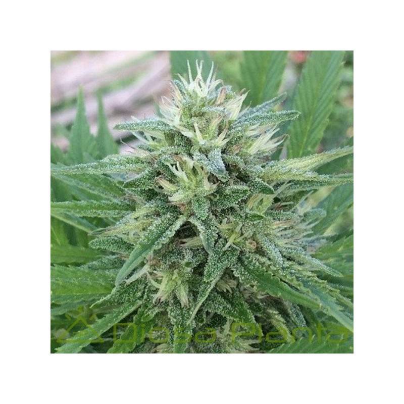 PANAMA X MALAWI · Ace Seeds · cannabis seeds · Fem