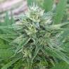 PANAMA X MALAWI · Ace Seeds · cannabis seeds · Fem