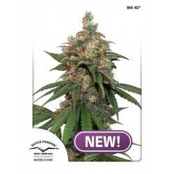 HIFI 4G · Dutch Passion · cannabis seeds · Fem