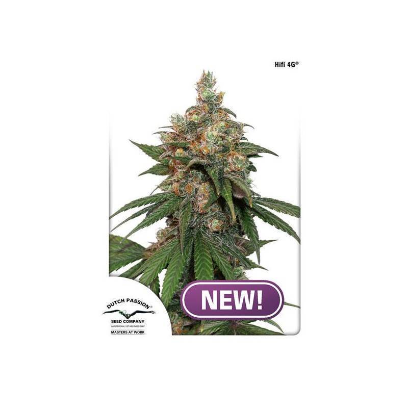 HIFI 4G · Dutch Passion · sementes de maconha · Fem