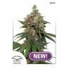 HIFI 4G · Dutch Passion · graines de cannabis · Fem