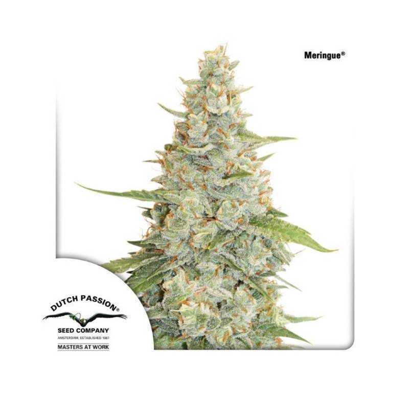 MERINGUE · Dutch Passion · cannabis seeds · Fem