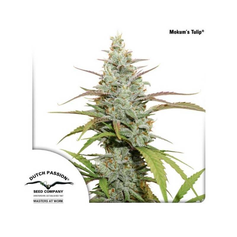 MOKUM'S TULIP · Dutch Passion · kenevir tohum · Disi · Fem