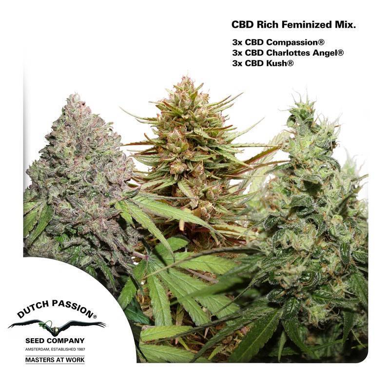 CBD RICH FEMINIZED MIX ·  Dutch Passion · sementes de maconha  · Fem