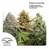 CBD RICH FEMINIZED MIX ·  Dutch Passion · cannabis seeds · Fem