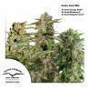 FRUITY AUTOFLOWER MIX · Dutch Passion · cannabis seeds · Auto Fem