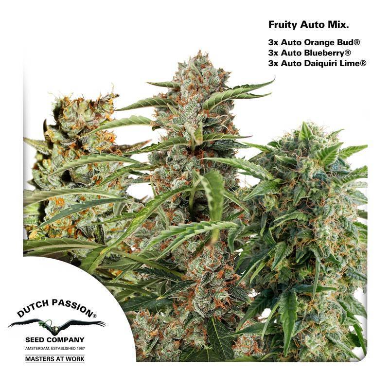HIGH POTENCY AUTO MIX · Dutch Passion · graines de cannabis · Auto Fem