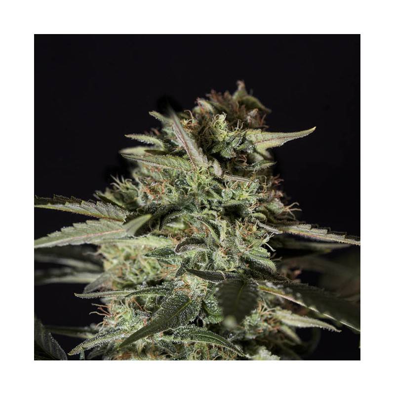 MEDIZINAL CBD · Genehtik · kenevir tohum · Disi · Fem