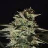 MEDIZINAL CBD · Genehtik · sementes de maconha · Fem