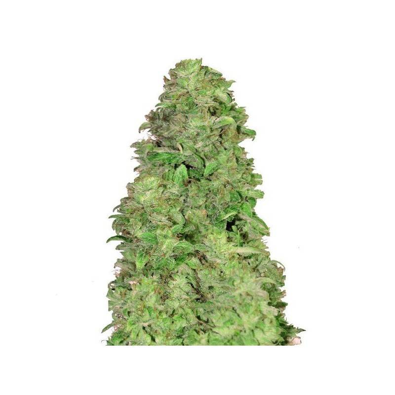 CBD Auto 20:1 · FastBuds Seeds · graines de cannabis · AutoFem