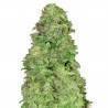 CBD Auto 20:1 · FastBuds Seeds · kenevir tohum · Disi · AutoFem