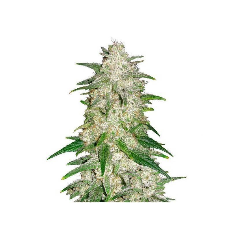 Graines Gelato Auto | FastBuds | Goût Glace Artisanale