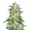 Gelato Auto Samen | FastBuds | Geschmack wie Artisanales Eis