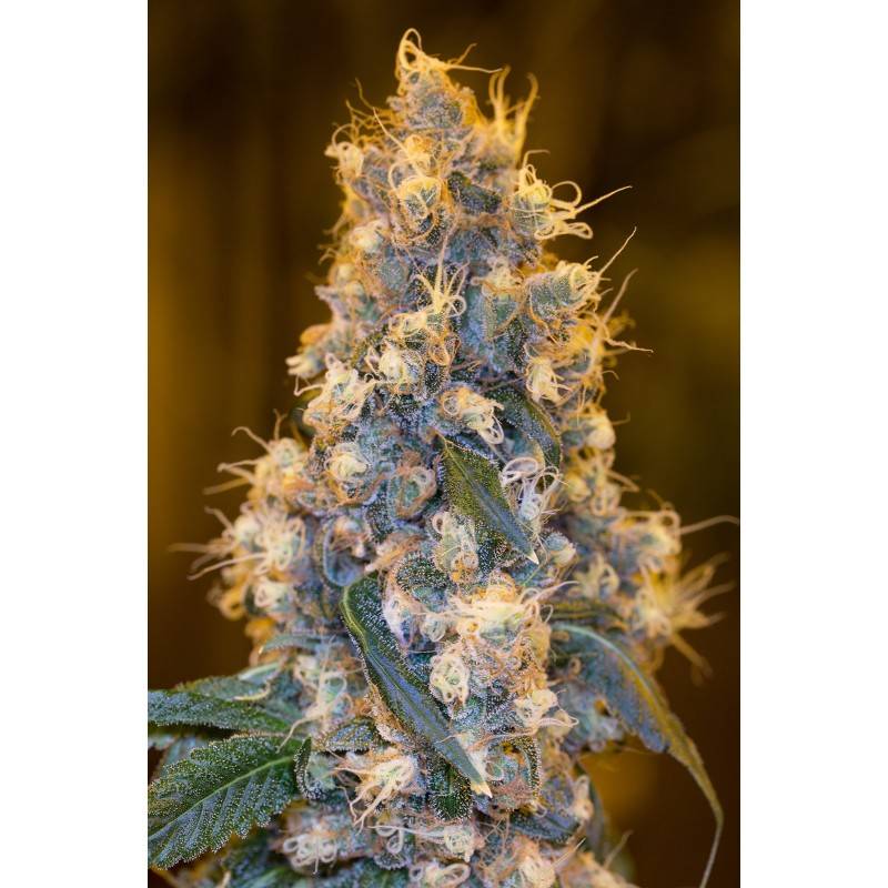 BLUE FIRE · Humboldt Seeds Organization · kenevir tohum · Disi · Fem