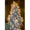 BLUE FIRE · Humboldt Seeds Organization · sementes de maconha  · Fem