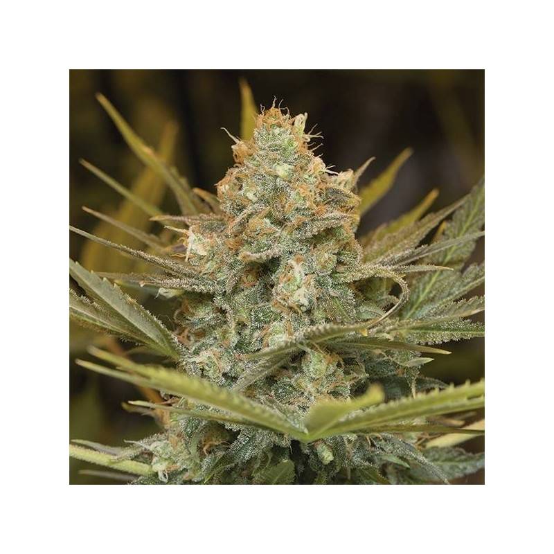 THREE BLUE KINGS · Humboldt Seeds Organization · graines de cannabis · Fem