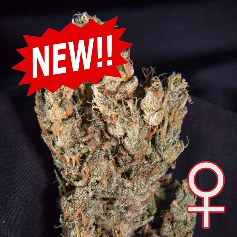 LEMON SPUTNIK AUTO · K.C.Brains Seeds · graines de cannabis · AutoFem