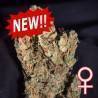 LEMON SPUTNIK AUTO · K.C.Brains Seeds · sementes de maconha · AutoFem