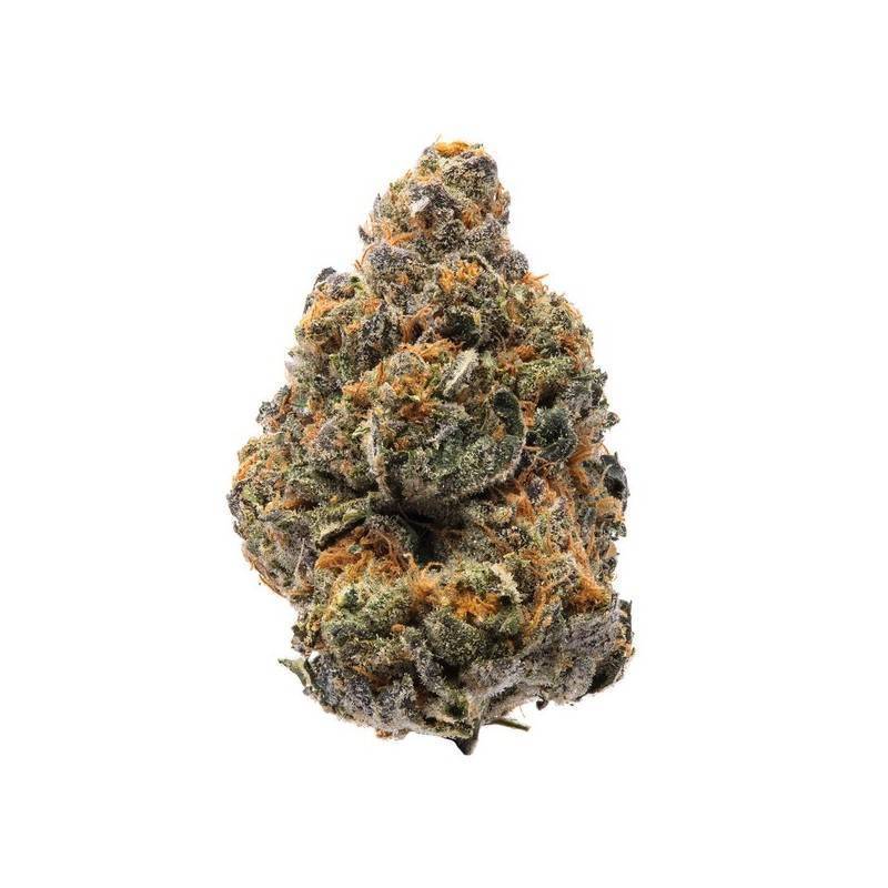 THE NEW · Humboldt Seeds Organization · graines de cannabis · Fem