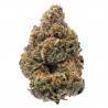 THE NEW · Humboldt Seeds Organization · graines de cannabis  · Fem