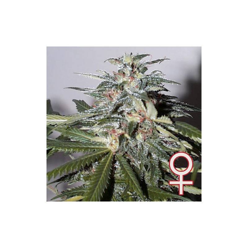 K.C. 51 AUTO · K.C.Brains Seeds · sementes de maconha · AutoFem