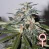 K.C. 51 AUTO · K.C.Brains Seeds · kenevir tohum · Disi · AutoFem