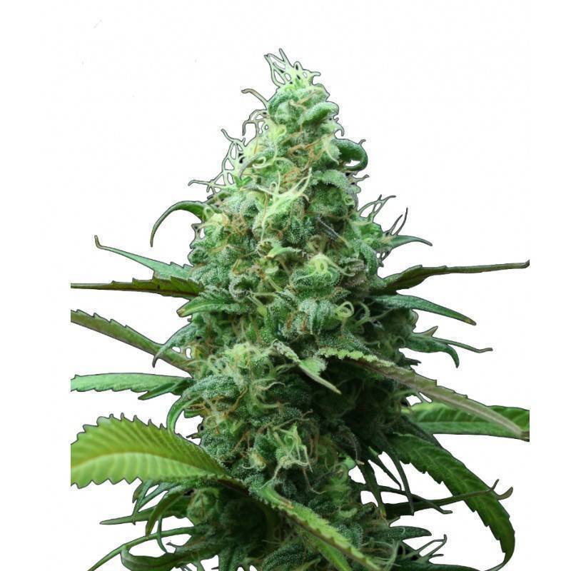 FAR OUT - 3 · Mandala Seeds · kenevir tohum - disi -Feminised