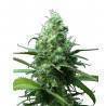 FAR OUT - 3 · Mandala Seeds · cannabis samen - Feminisiert