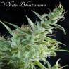 White Bhutanes - 3 · Mandala Seeds · graines de cannabis - Feminisées