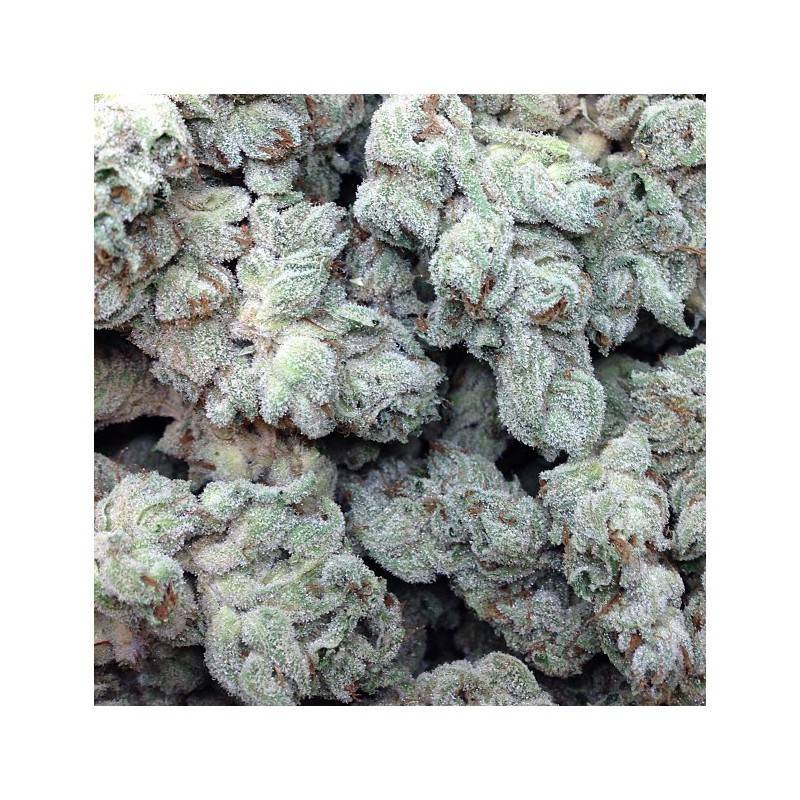 WHITE MAGIC · Mandala Seeds · sementes de maconha · Fem