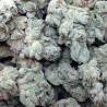 WHITE MAGIC · Mandala Seeds · kenevir tohum · Disi · Fem