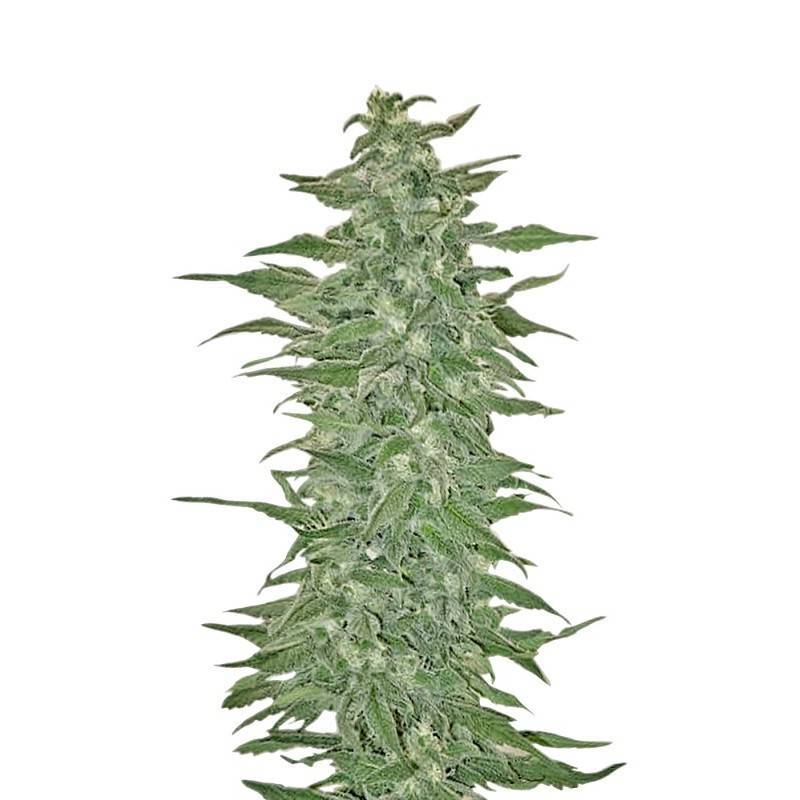 RISHI KUSH · Mandala Seeds · sementes de maconha · Reg