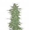 RISHI KUSH · Mandala Seeds · sementes de maconha · Reg