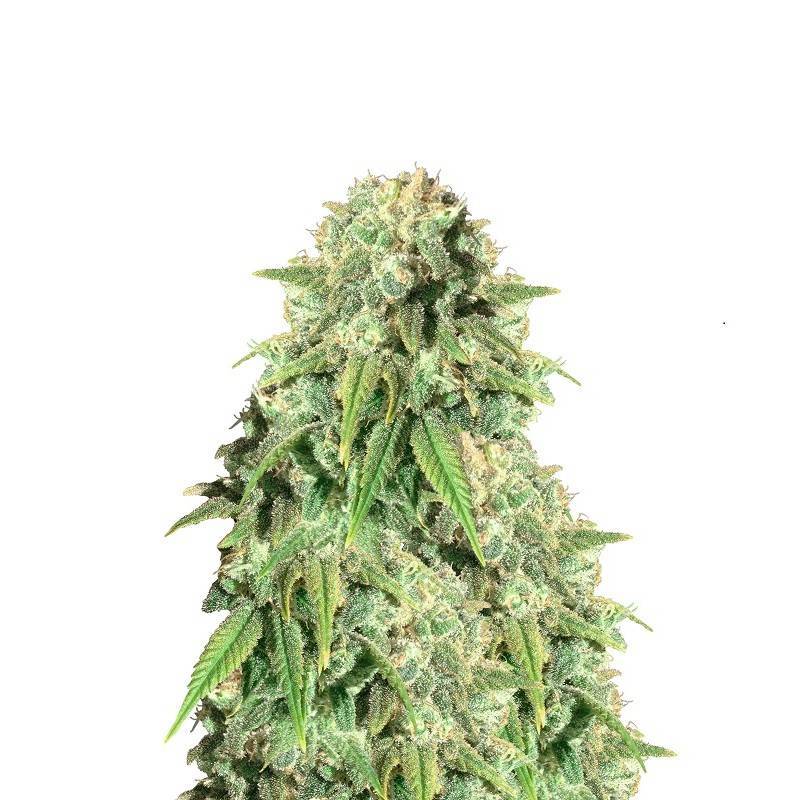 POINT OF NO RETURN · Mandala Seeds · sementes de maconha · Reg