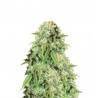 POINT OF NO RETURN · Mandala Seeds · sementes de maconha · Reg