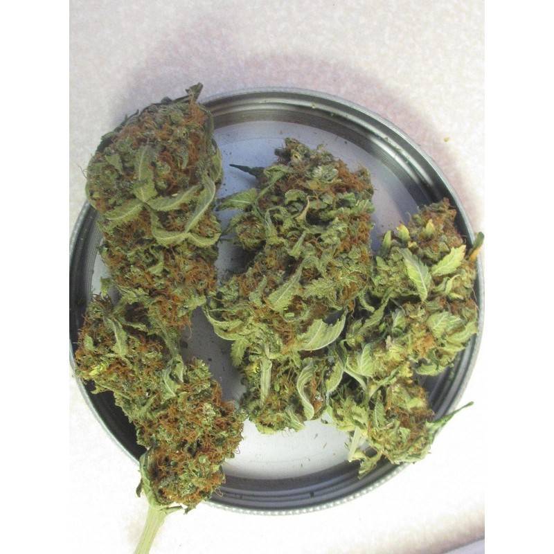 GANESH · Mandala Seeds · graines de cannabis · Reg