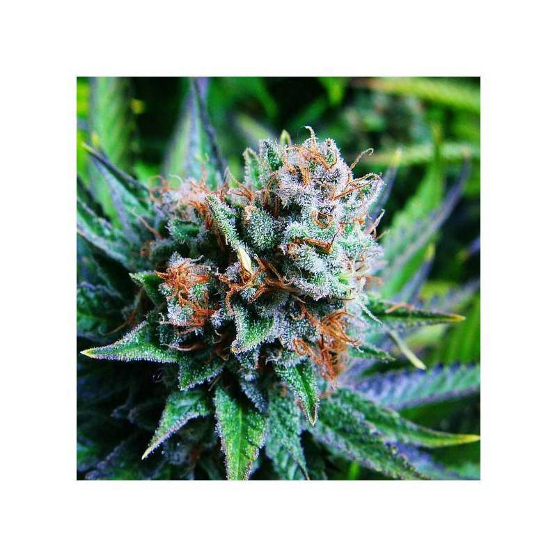 BLUE DREAM · Nirvana Seeds · kenevir tohum · Fem