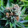 BLUE DREAM · Nirvana Seeds · graines de cannabis · Fem