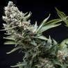 AUTO NEW YORK CITY · Pyramid Seeds · sementes de maconha · AutoFem