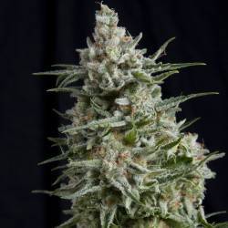 ANESTHESIA · Pyramid Seeds · kenevir tohum · Disi · Fem