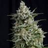 ANESTHESIA · Pyramid Seeds · graines de cannabis · Fem