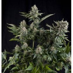 AUTO WHITE WIDOW CBD · Pyramid Seeds · sementes de maconha · AutoFem