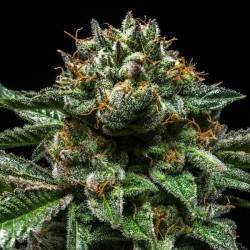 CHEMPIE · Ripper Seeds ·...