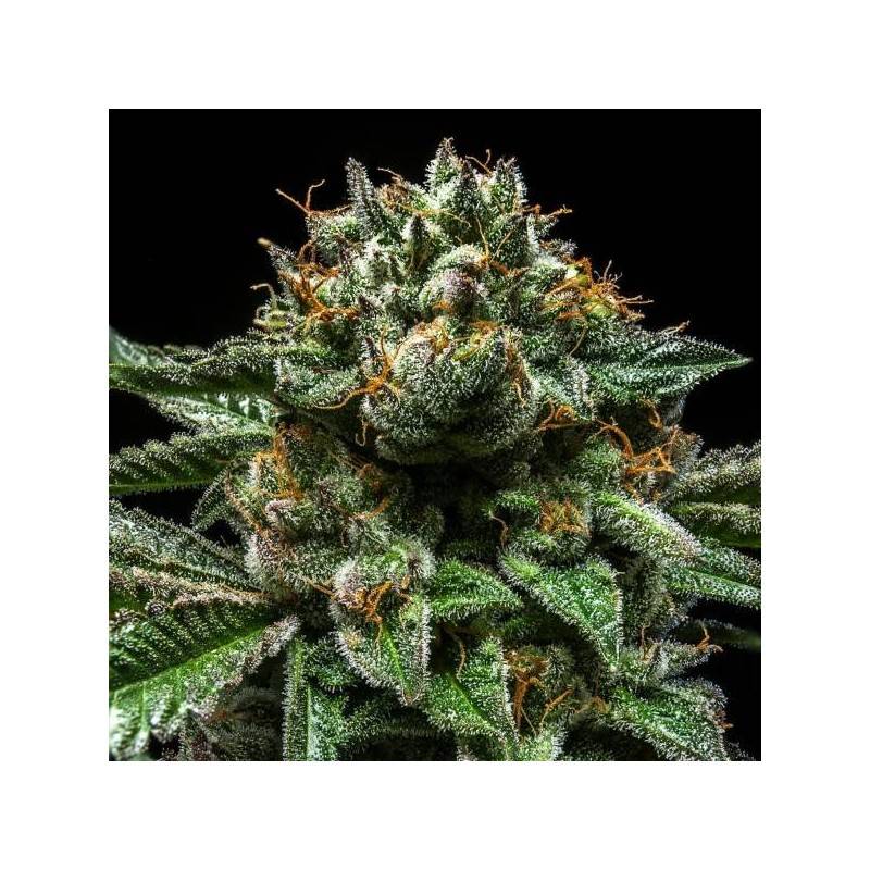 CHEMPIE · Ripper Seeds · cannabis seeds · Fem