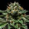 CHEMPIE · Ripper Seeds · cannabis seeds · Fem