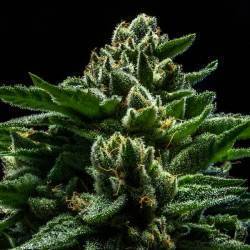 DO-G · Ripper Seeds ·...