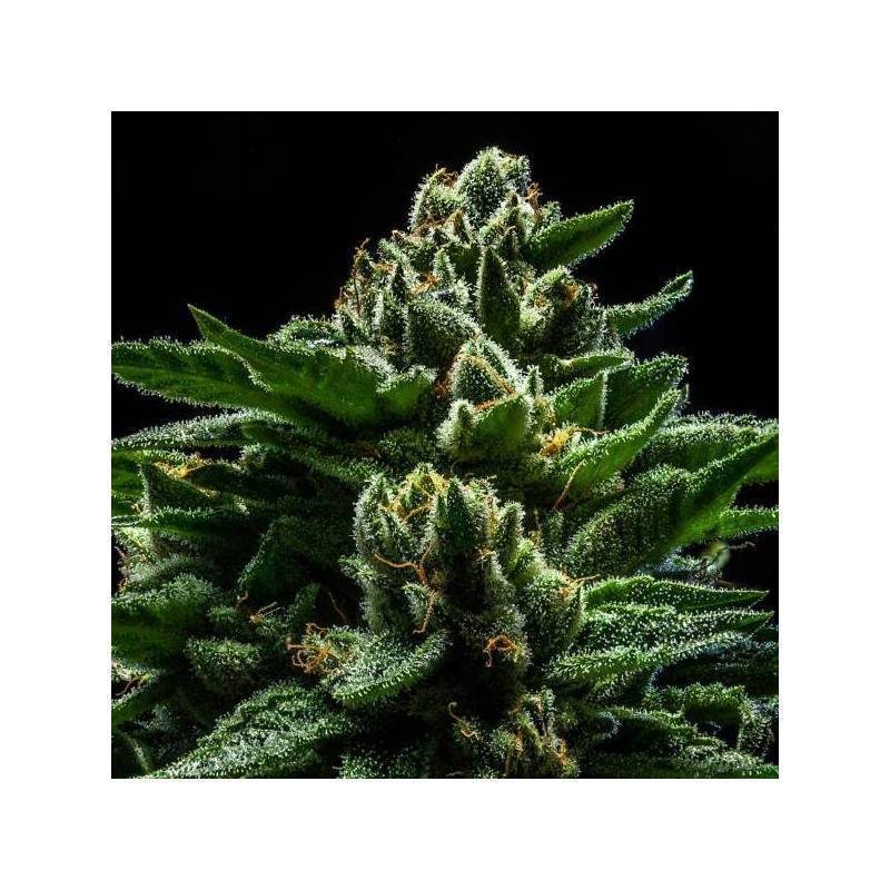 DO-G · Ripper Seeds · cannabis seeds · Fem