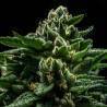 DO-G · Ripper Seeds · cannabis seeds · Fem