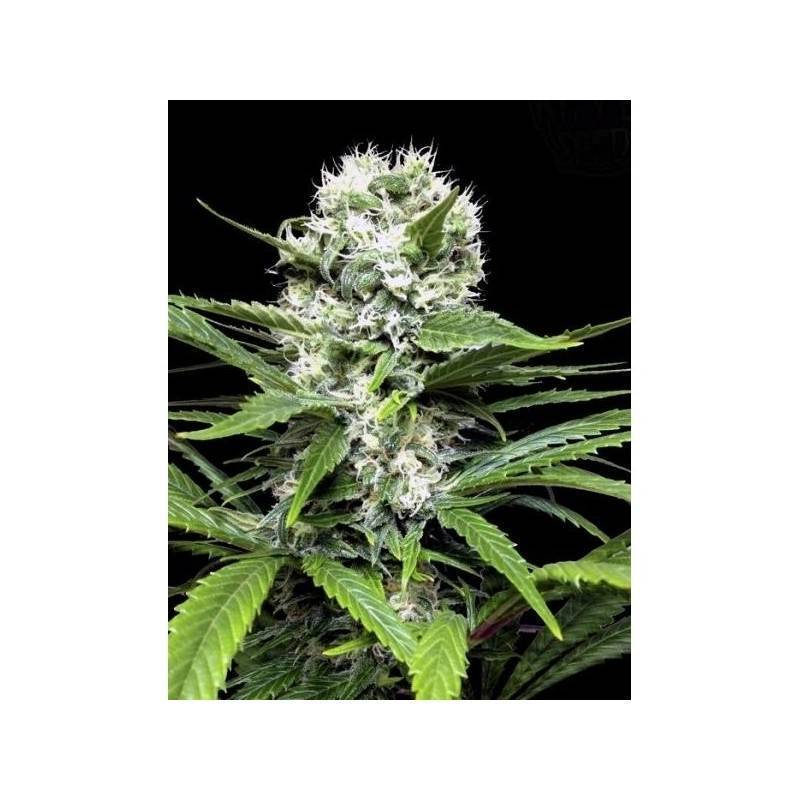 LEMON ICE 2.0 · Ripper Seeds · cannabis seeds · Fem